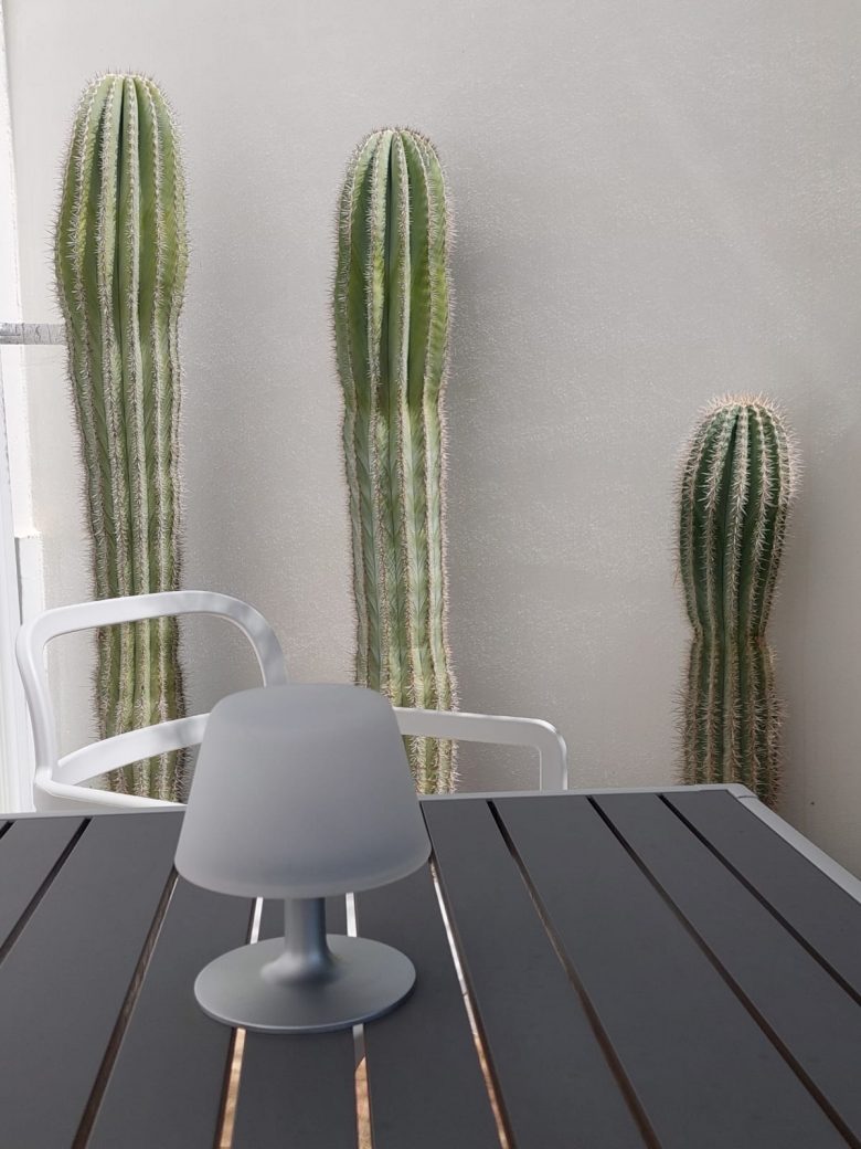 Des cactus et une table grise